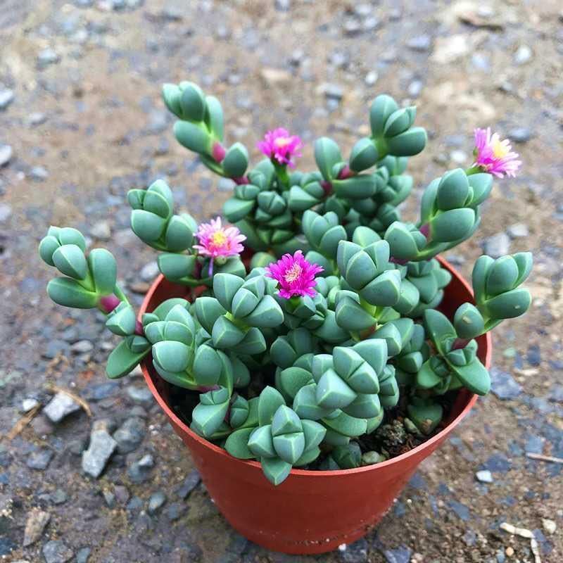 鹿角海棠多肉植物室内花卉绿植肉肉盆栽鲜花防辐射
