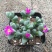 鹿角海棠多肉植物室内花卉绿植肉肉盆栽鲜花防辐射