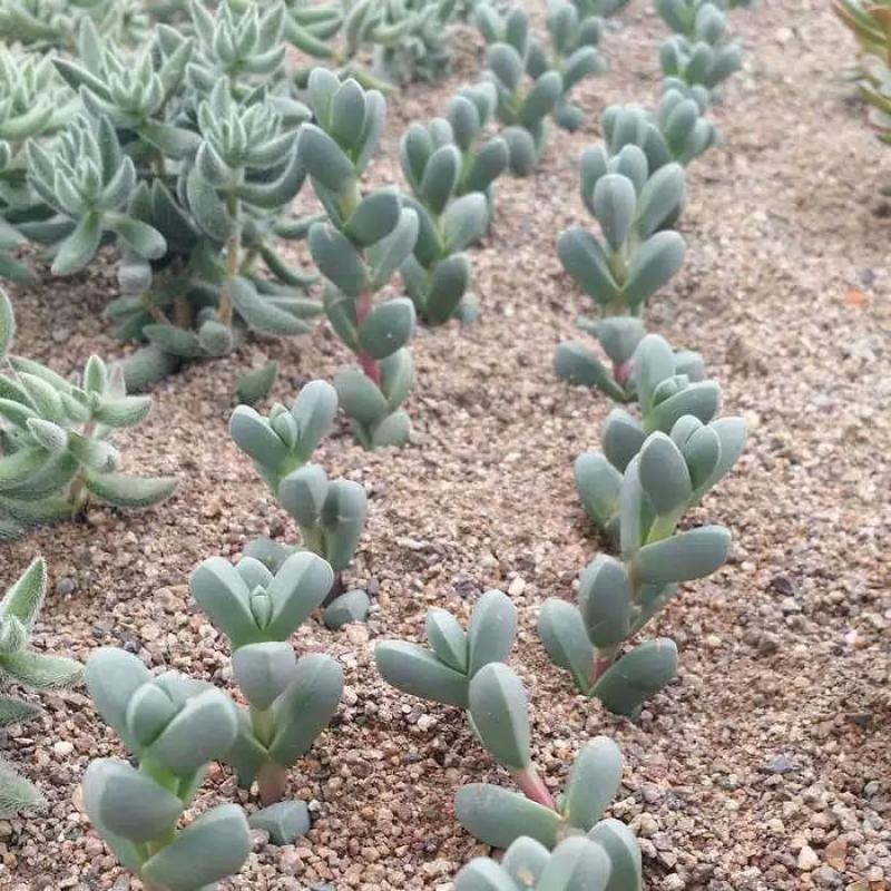 鹿角海棠多肉植物室内花卉绿植肉肉盆栽鲜花防辐射