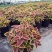 彩叶草盆栽花卉五彩苏观叶植物室内阳台庭院清心草办公室好养