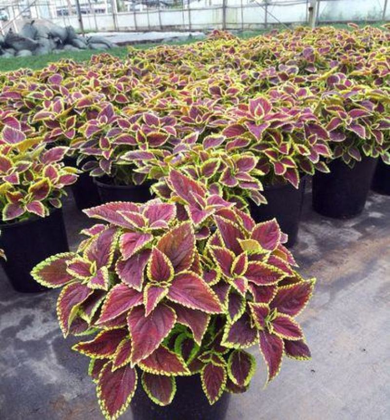 彩叶草盆栽花卉五彩苏观叶植物室内阳台庭院清心草办公室好养