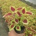 彩叶草盆栽花卉五彩苏观叶植物室内阳台庭院清心草办公室好养