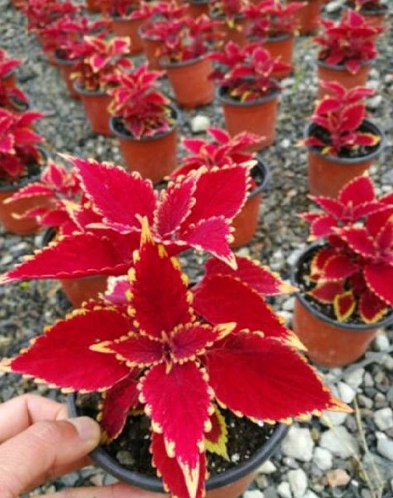 彩叶草盆栽花卉五彩苏观叶植物室内阳台庭院清心草办公室好养
