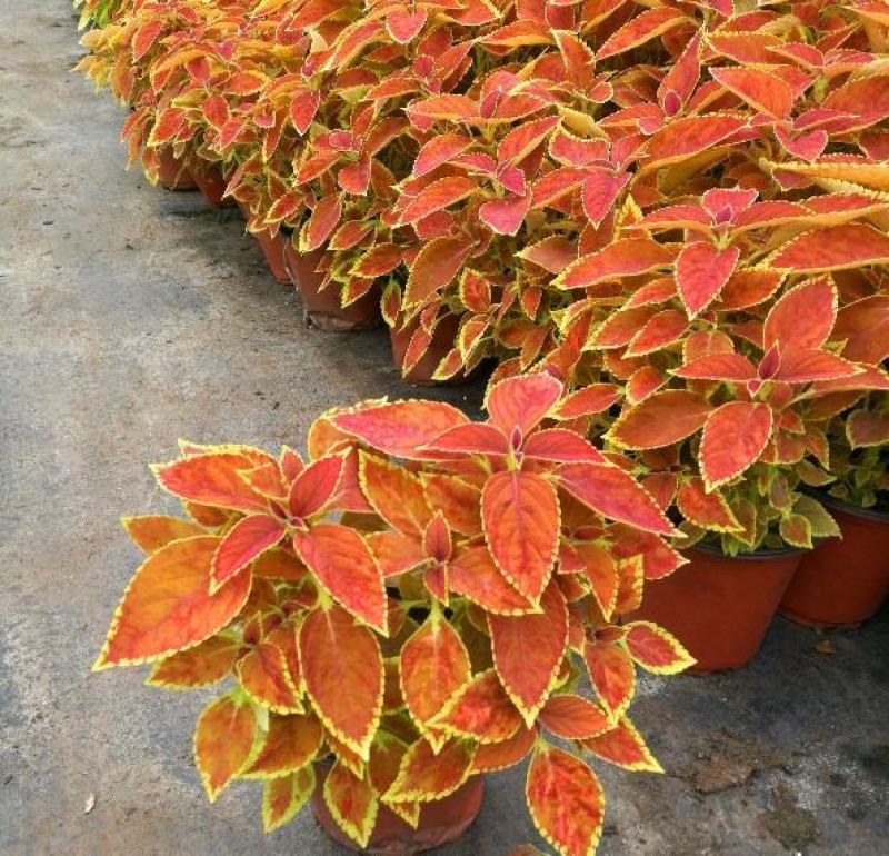 彩叶草盆栽花卉五彩苏观叶植物室内阳台庭院清心草办公室好养