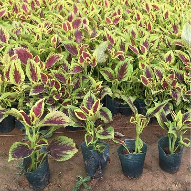 彩叶草盆栽花卉五彩苏观叶植物室内阳台庭院清心草办公室好养