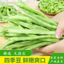 云南新鲜四季豆批发现摘现发当季无筋豆芸豆农家自种四季豆