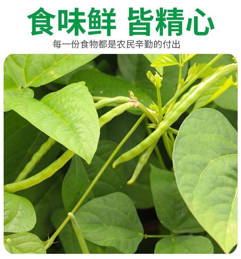 云南新鲜四季豆批发现摘现发当季无筋豆芸豆农家自种四季豆