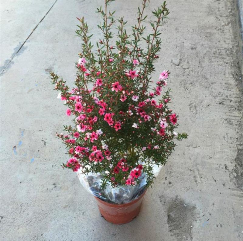 澳洲松红梅盆栽室内阳台绿植好养花年宵花澳梅腊梅