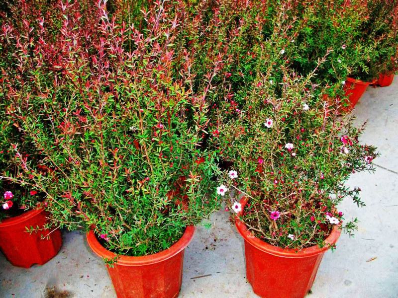 澳洲松红梅盆栽室内阳台绿植好养花年宵花澳梅腊梅