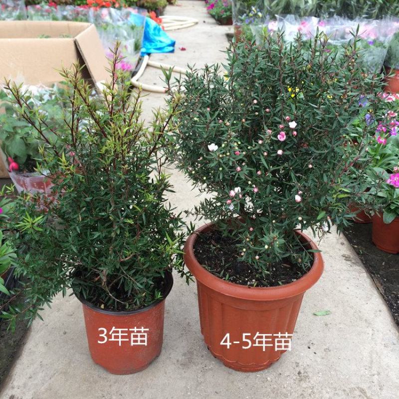 澳洲松红梅盆栽室内阳台绿植好养花年宵花澳梅腊梅