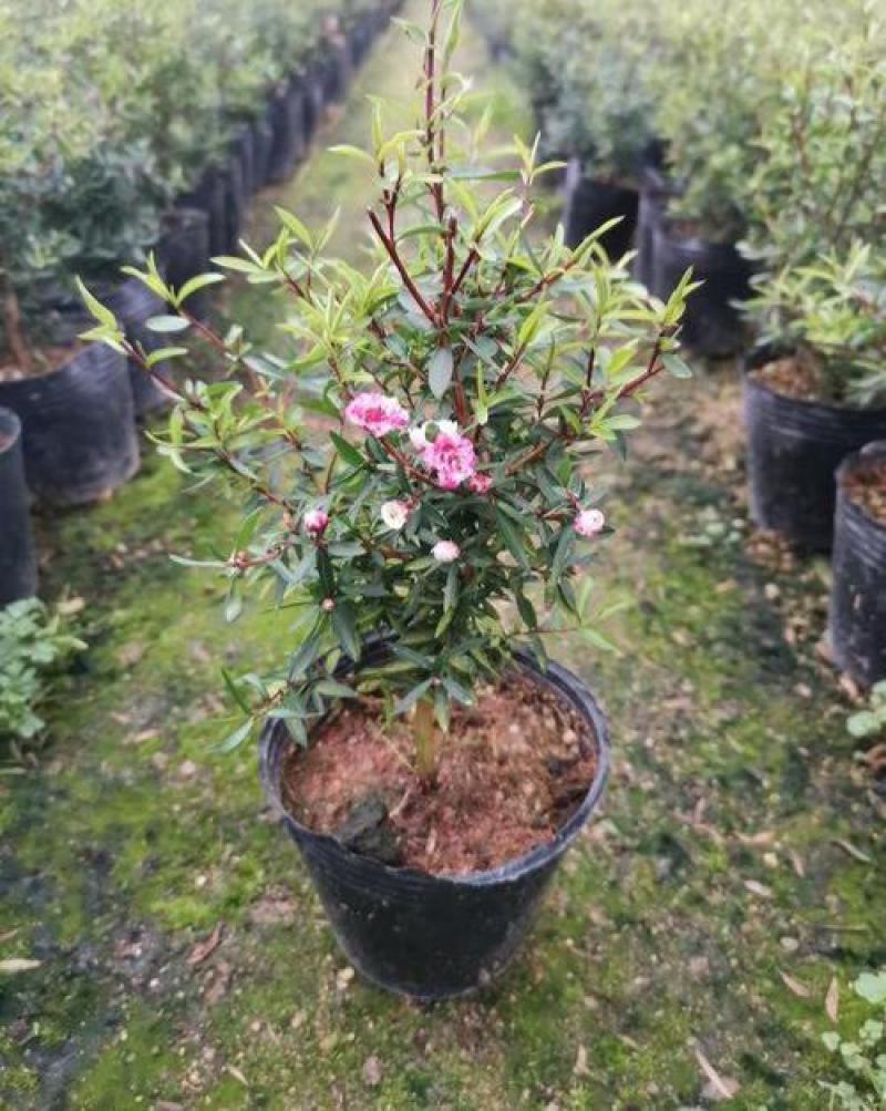 澳洲松红梅盆栽室内阳台绿植好养花年宵花澳梅腊梅
