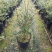 澳洲松红梅盆栽室内阳台绿植好养花年宵花澳梅腊梅