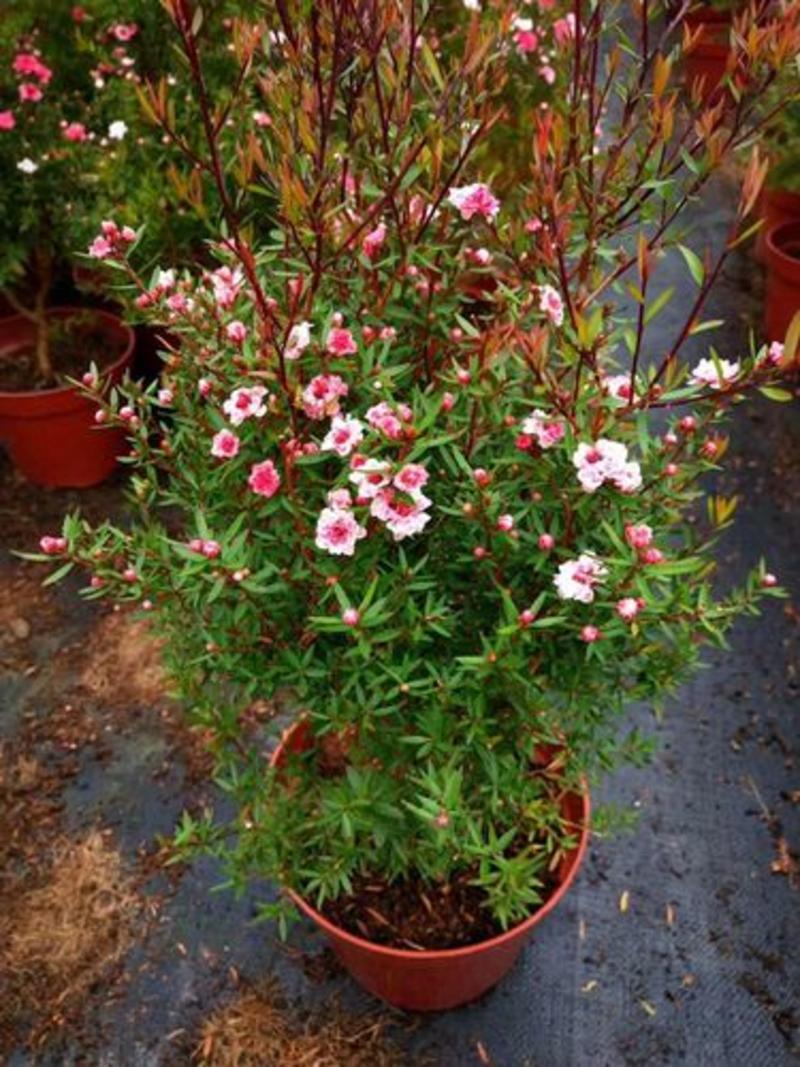 澳洲松红梅盆栽室内阳台绿植好养花年宵花澳梅腊梅