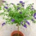 花卉盆栽易活四季开花蕾丝金露花植物巧克力香味独杆造型懒人