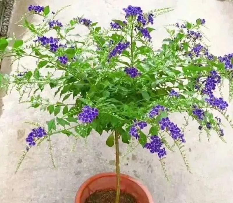 花卉盆栽易活四季开花蕾丝金露花植物巧克力香味独杆造型懒人