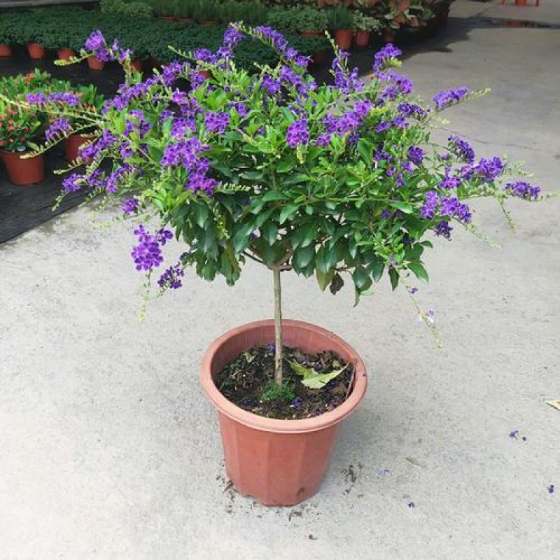 花卉盆栽易活四季开花蕾丝金露花植物巧克力香味独杆造型懒人
