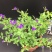 花卉盆栽易活四季开花蕾丝金露花植物巧克力香味独杆造型懒人