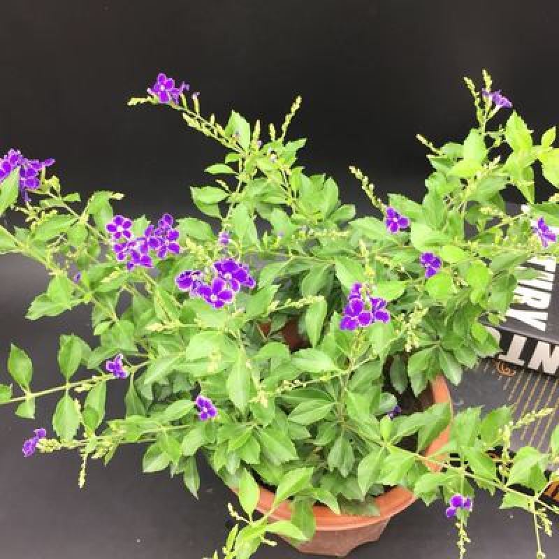 花卉盆栽易活四季开花蕾丝金露花植物巧克力香味独杆造型懒人