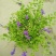 花卉盆栽易活四季开花蕾丝金露花植物巧克力香味独杆造型懒人
