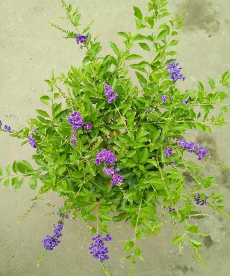 花卉盆栽易活四季开花蕾丝金露花植物巧克力香味独杆造型懒人