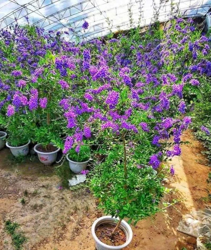 花卉盆栽易活四季开花蕾丝金露花植物巧克力香味独杆造型懒人