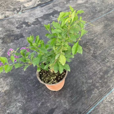 花卉盆栽易活四季开花蕾丝金露花植物巧克力香味独杆造型懒人