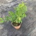 花卉盆栽易活四季开花蕾丝金露花植物巧克力香味独杆造型懒人