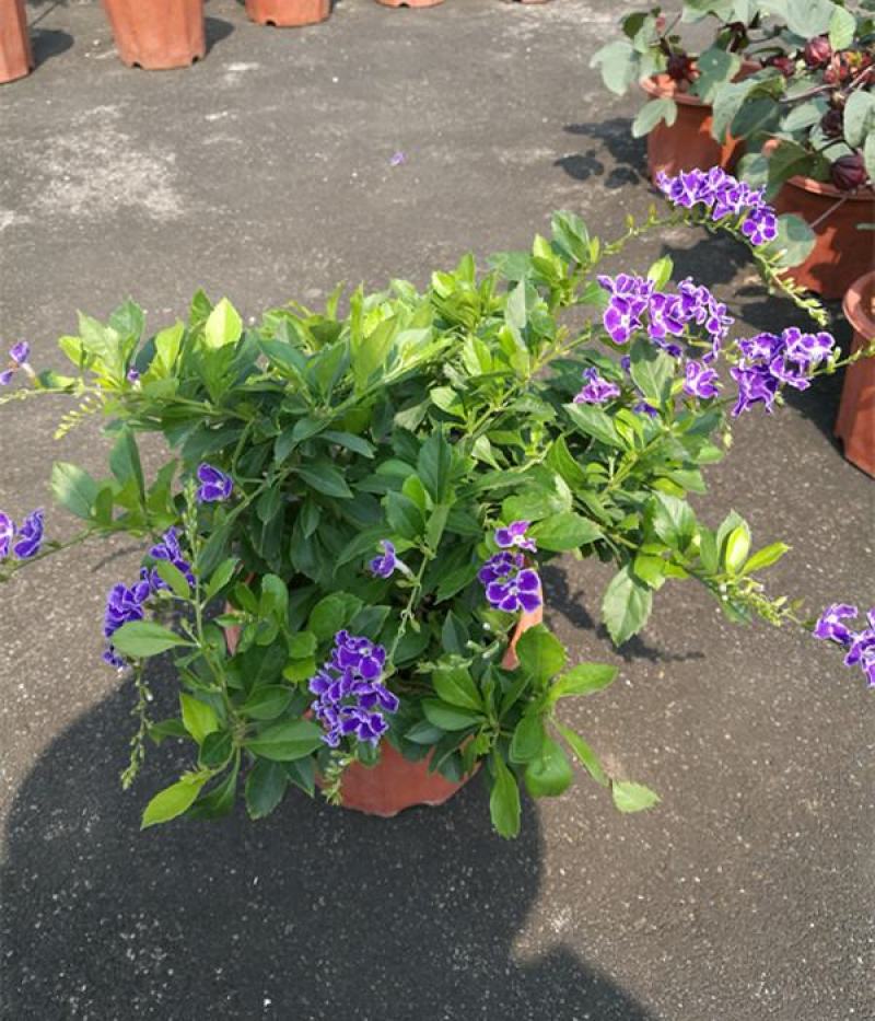 花卉盆栽易活四季开花蕾丝金露花植物巧克力香味独杆造型懒人
