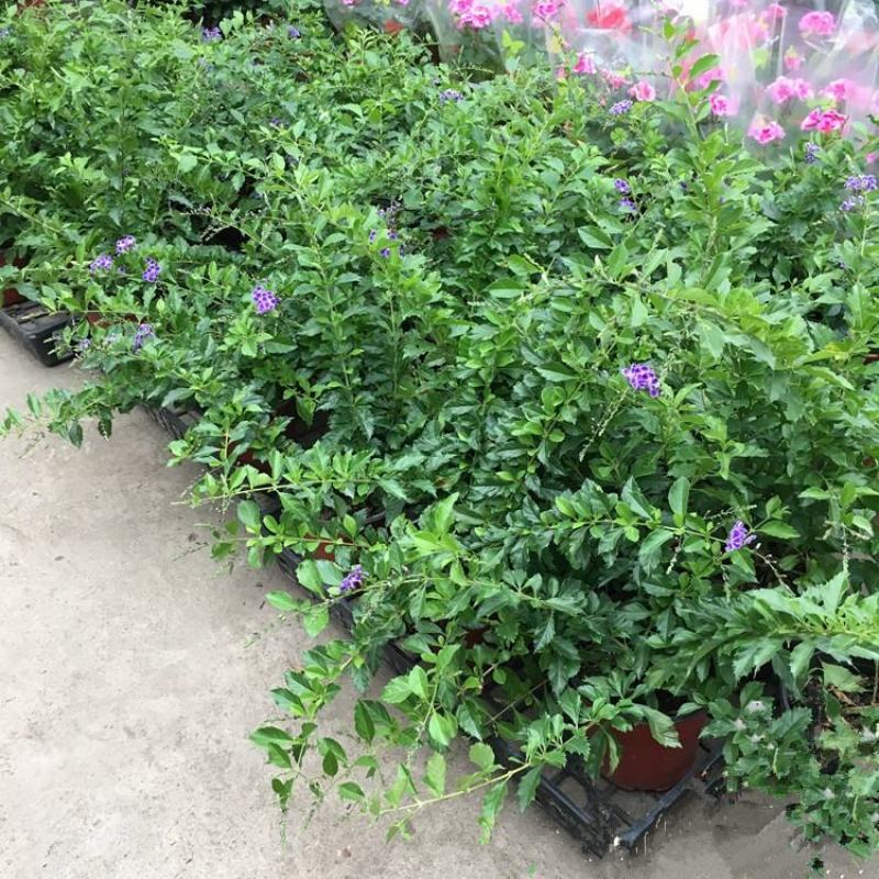花卉盆栽易活四季开花蕾丝金露花植物巧克力香味独杆造型懒人