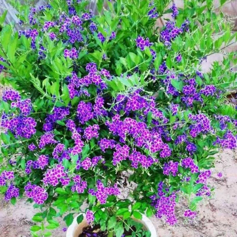 花卉盆栽易活四季开花蕾丝金露花植物巧克力香味独杆造型懒人