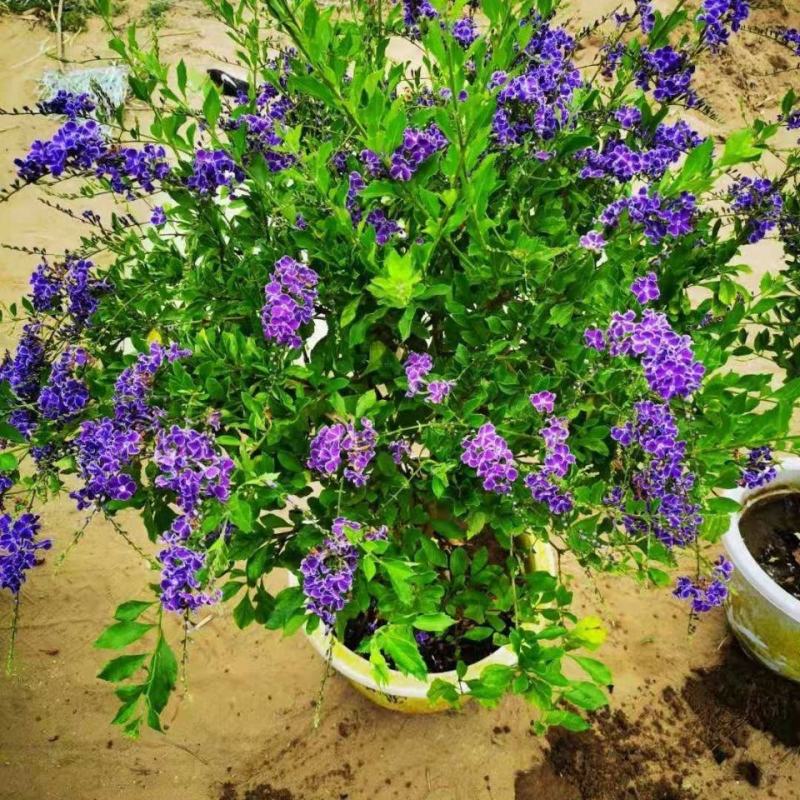 花卉盆栽易活四季开花蕾丝金露花植物巧克力香味独杆造型懒人
