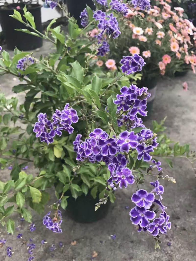 花卉盆栽易活四季开花蕾丝金露花植物巧克力香味独杆造型懒人