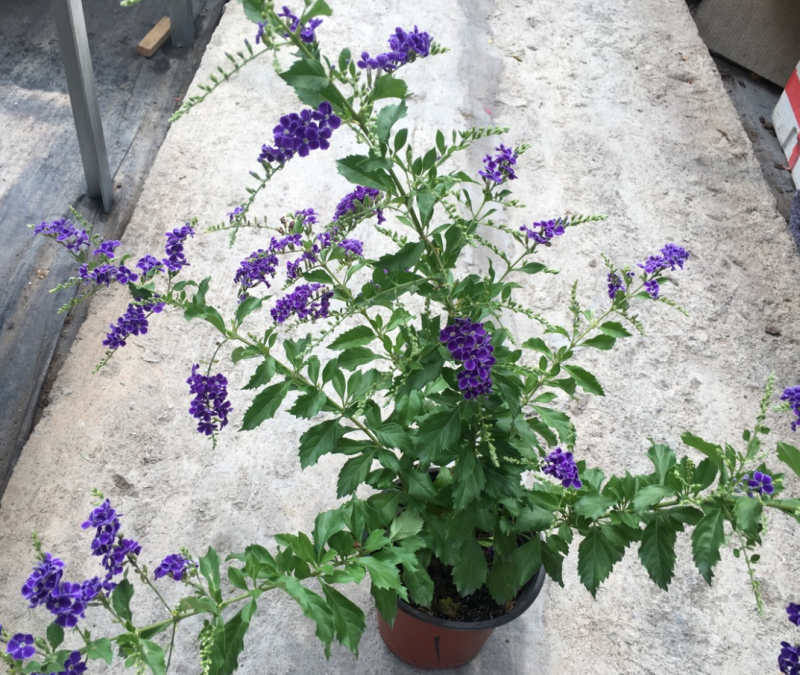 花卉盆栽易活四季开花蕾丝金露花植物巧克力香味独杆造型懒人