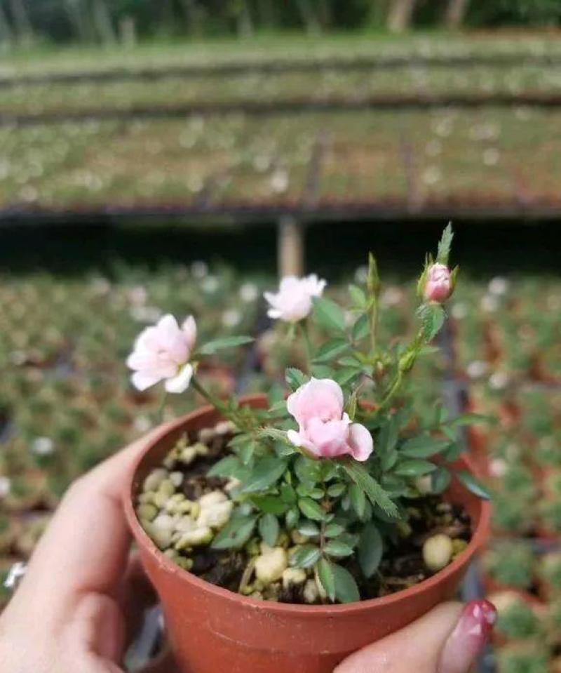 姬月季日本姬乙女姬超微蔷薇迷你微盆景阳台桌面四季花开盆栽