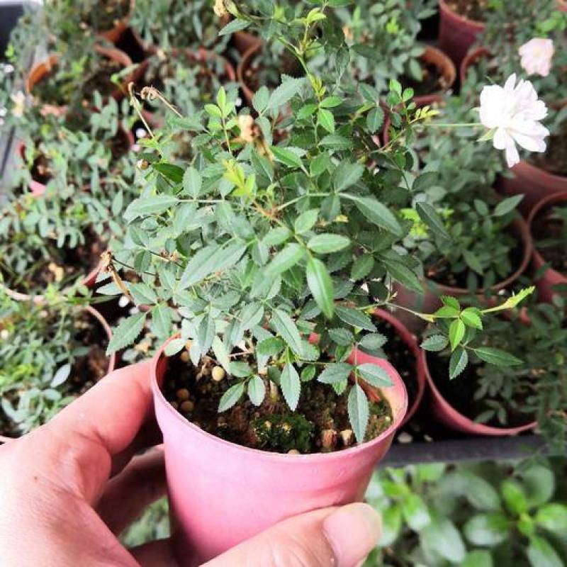姬月季日本姬乙女姬超微蔷薇迷你微盆景阳台桌面四季花开盆栽