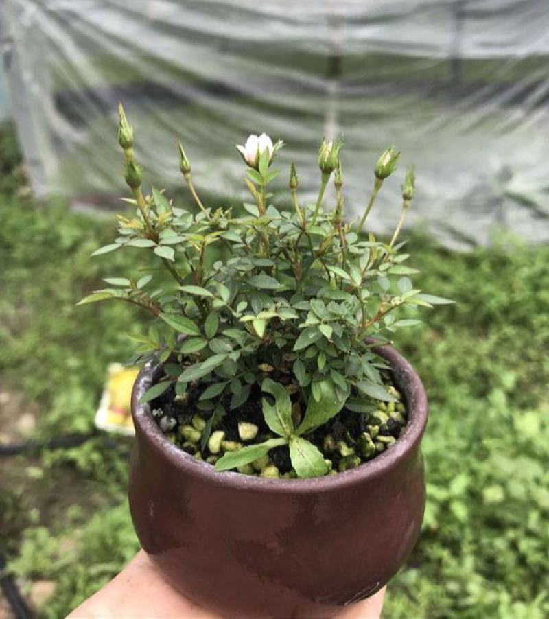 姬月季日本姬乙女姬超微蔷薇迷你微盆景阳台桌面四季花开盆栽