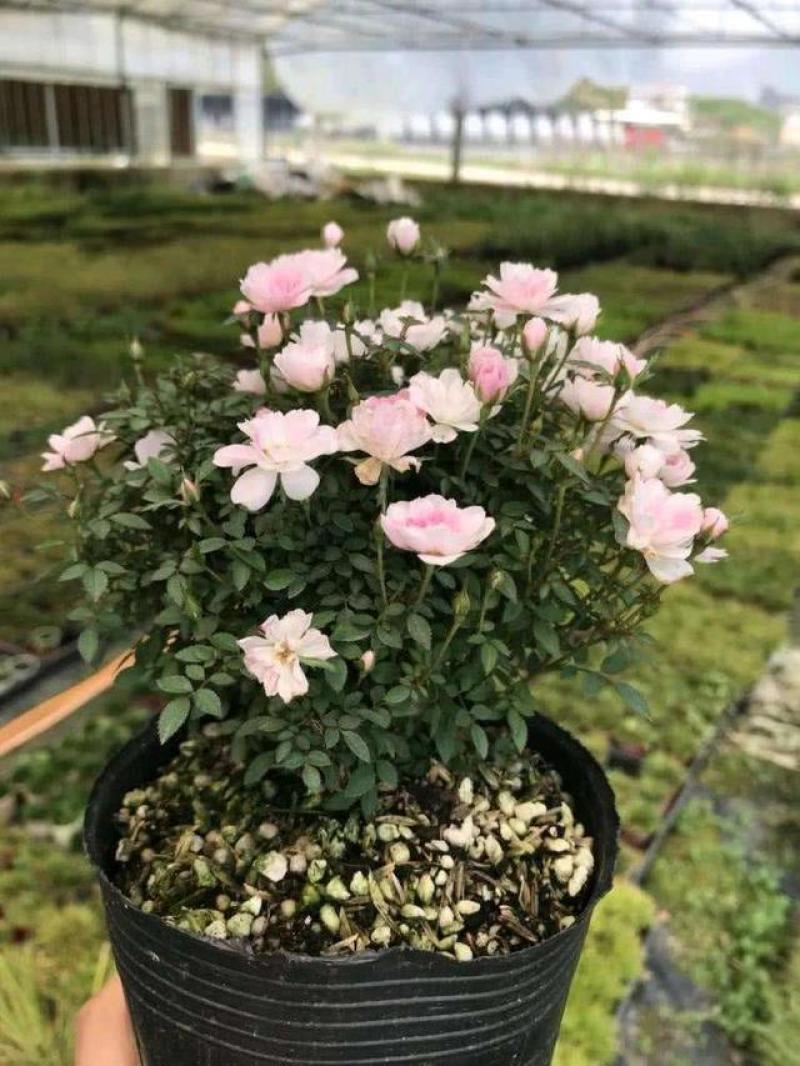 姬月季日本姬乙女姬超微蔷薇迷你微盆景阳台桌面四季花开盆栽