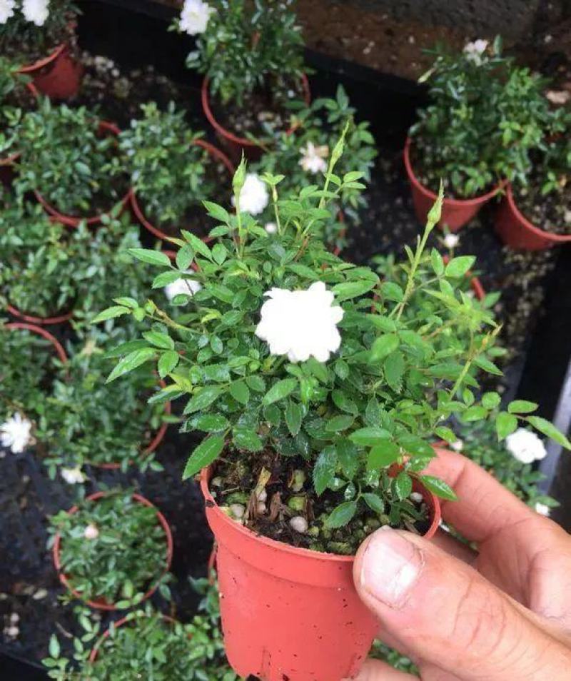 姬月季日本姬乙女姬超微蔷薇迷你微盆景阳台桌面四季花开盆栽