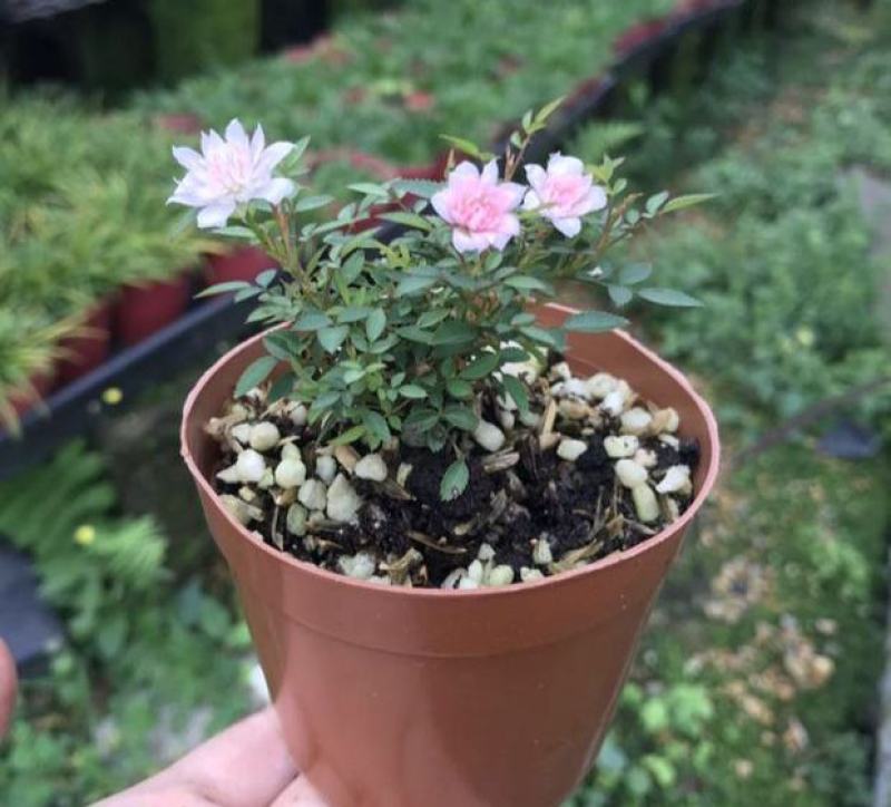 姬月季日本姬乙女姬超微蔷薇迷你微盆景阳台桌面四季花开盆栽