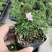 姬月季日本姬乙女姬超微蔷薇迷你微盆景阳台桌面四季花开盆栽