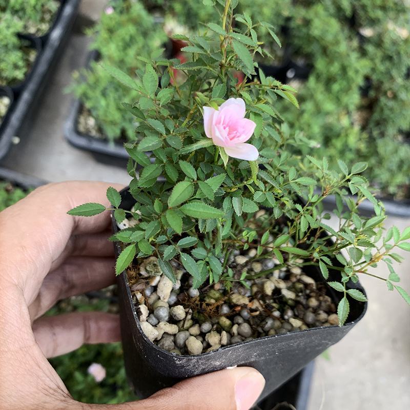 姬月季日本姬乙女姬超微蔷薇迷你微盆景阳台桌面四季花开盆栽