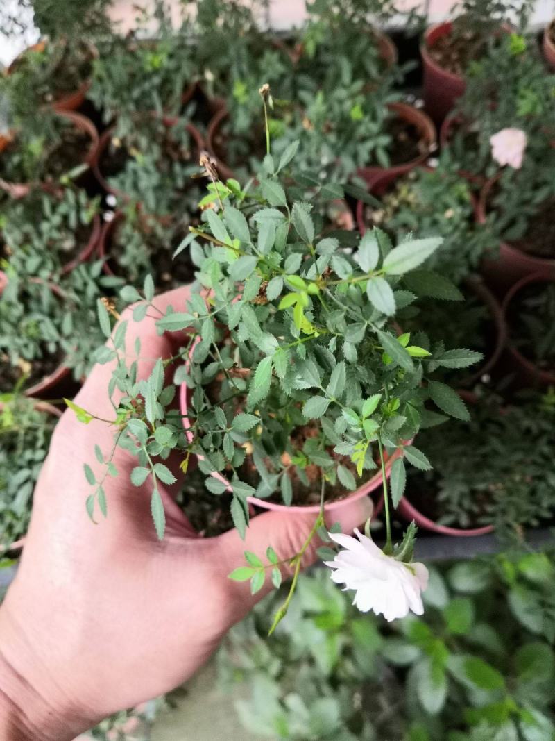 姬月季日本姬乙女姬超微蔷薇迷你微盆景阳台桌面四季花开盆栽