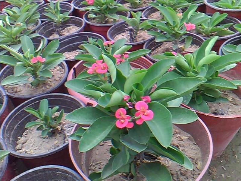 铁海棠虎刺梅花卉四季开花植物室内外阳台庭院带花绿植