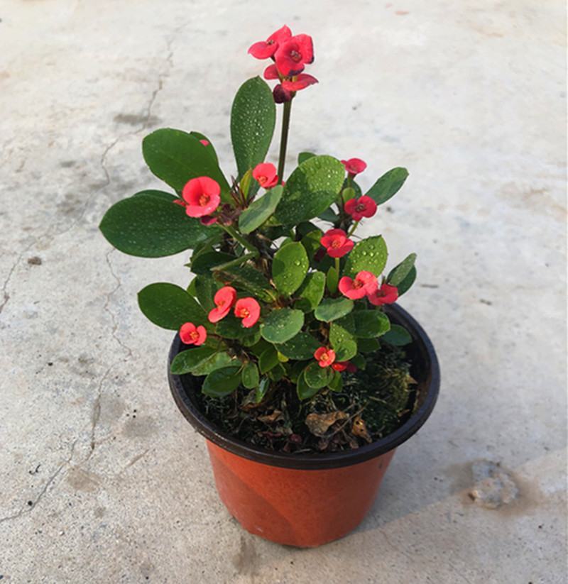 铁海棠虎刺梅花卉四季开花植物室内外阳台庭院带花绿植