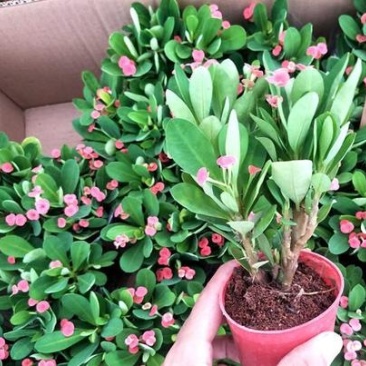 铁海棠虎刺梅花卉四季开花植物室内外阳台庭院带花绿植