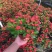 铁海棠虎刺梅花卉四季开花植物室内外阳台庭院带花绿植