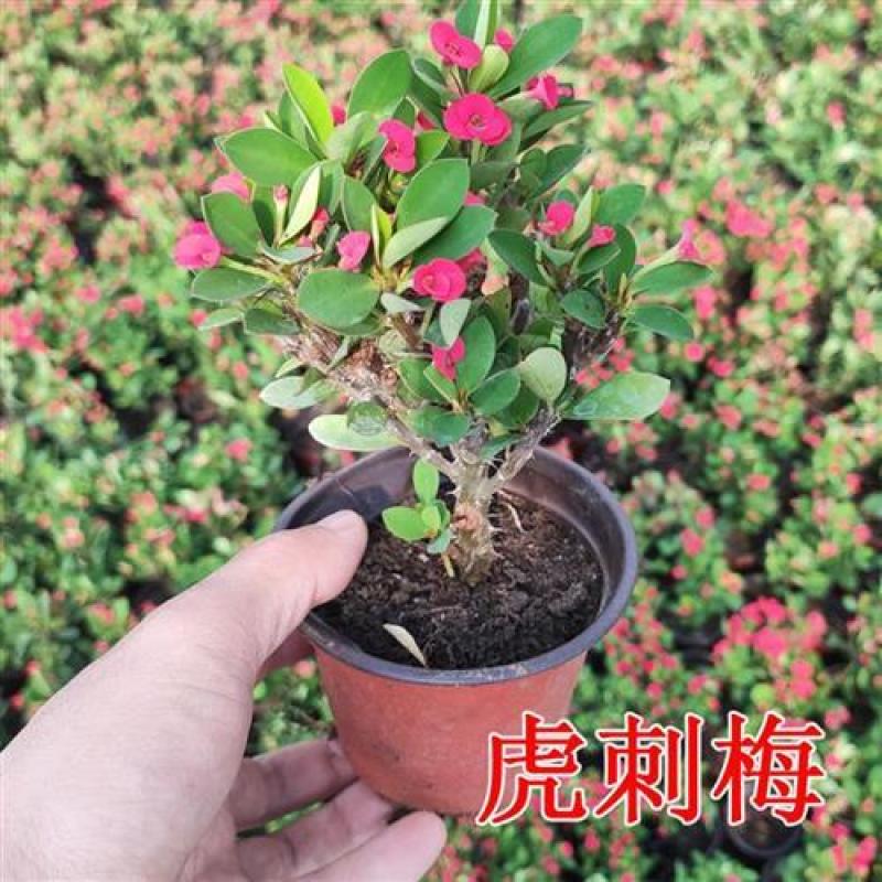 铁海棠虎刺梅花卉四季开花植物室内外阳台庭院带花绿植