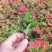 铁海棠虎刺梅花卉四季开花植物室内外阳台庭院带花绿植