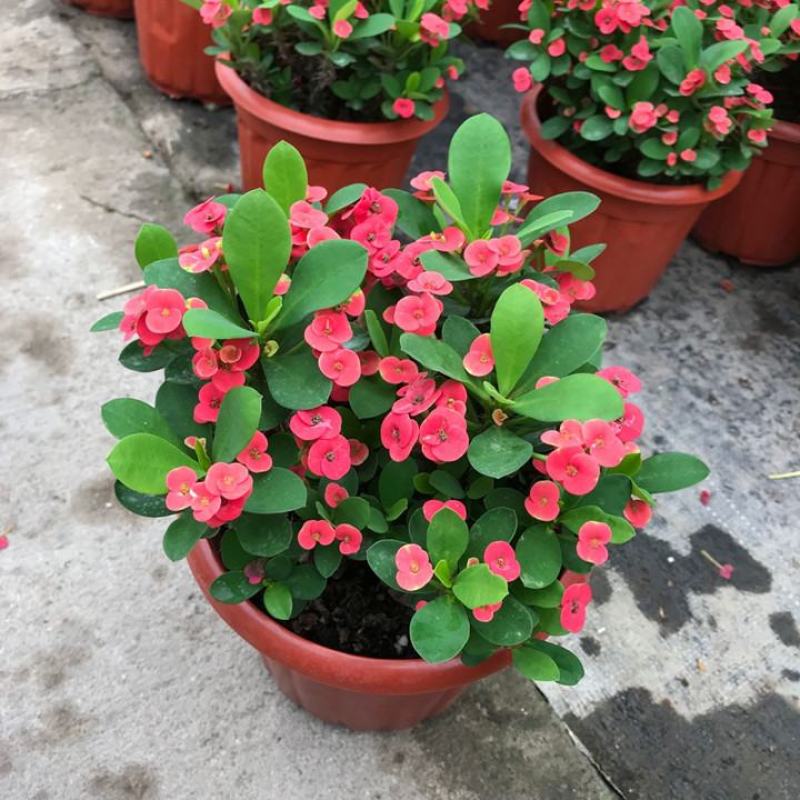 铁海棠虎刺梅花卉四季开花植物室内外阳台庭院带花绿植