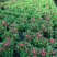 铁海棠虎刺梅花卉四季开花植物室内外阳台庭院带花绿植